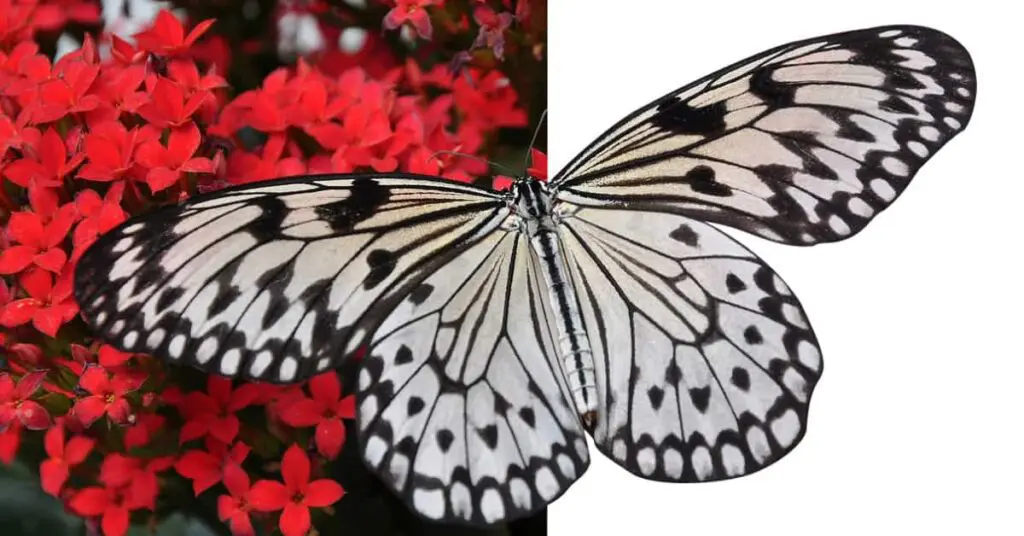 pen tool butterfly edit